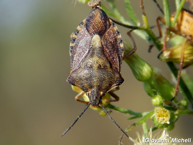 Pentatomidae: Carpocoris purpureipennis della Lombardia (MI)